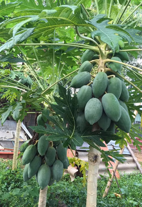 Đu đủ mọc trĩu cây. Nhiều khi ăn không hết, ba mẹ cô lại đem sang biếu hàng xóm, họ hàng.