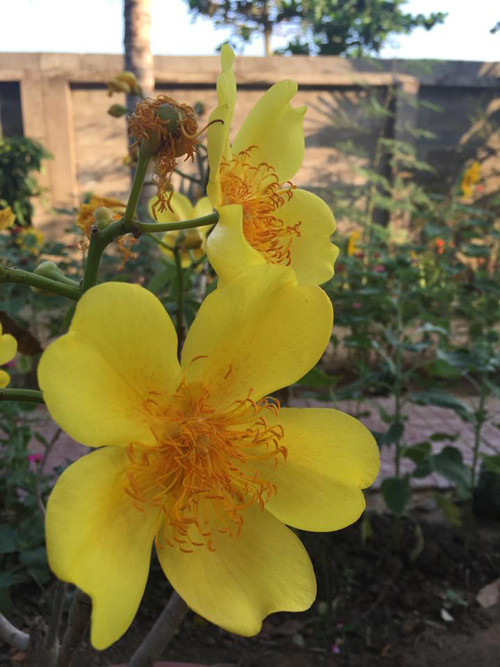 Mai hoa đăng khoe những cánh hoa vàng ruộm làm sáng bừng một góc vườn rau.