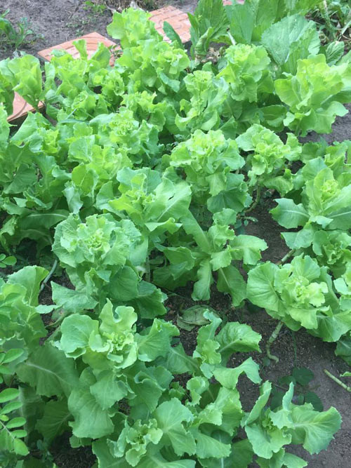 Hàng ngày, ba mẹ Lê Phương thay phiên nhau hai buổi sáng - chiều tưới rau như một cách tập thể dục và xả stress.