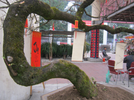 Hiện tại cây ra rất nhiều nụ và đến Tết sẽ bung nở.