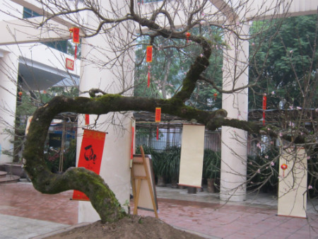 Theo kinh nghiệm của những người trồng đào thì tuổi đời cây đào rừng này là trên 70 năm. Trên thân cây già cỗi mọc lên những mầm non tươi mới.