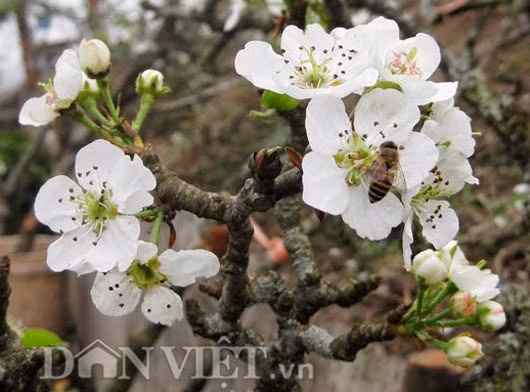 Là người chơi lê rừng nhiều năm, năm nay anh Thanh - một chủ nhà hàng ở quận Tây Hồ (Hà Nội) quyết định đầu tư mua một cành lê rừng cổ thụ với giá trị trên 10 triệu đồng về cắm lấy may đầu năm. Anh Thanh cho biết: “Năm nay do trời rét kéo dài nên lê rừng không nở đẹp như mọi năm, nhưng được cái dáng thế đẹp, nụ nhiều, chơi lại bền hơn đào nên tôi vẫn mua về cắm trước cửa nhà hàng cho khách ngắm”.