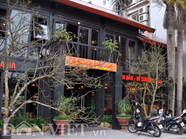 Hai cành lê rừng cổ thụ được một chủ nhà hàng trên đường Lạc Long Quân cắm trang trí trước của để lấy may đầu năm.