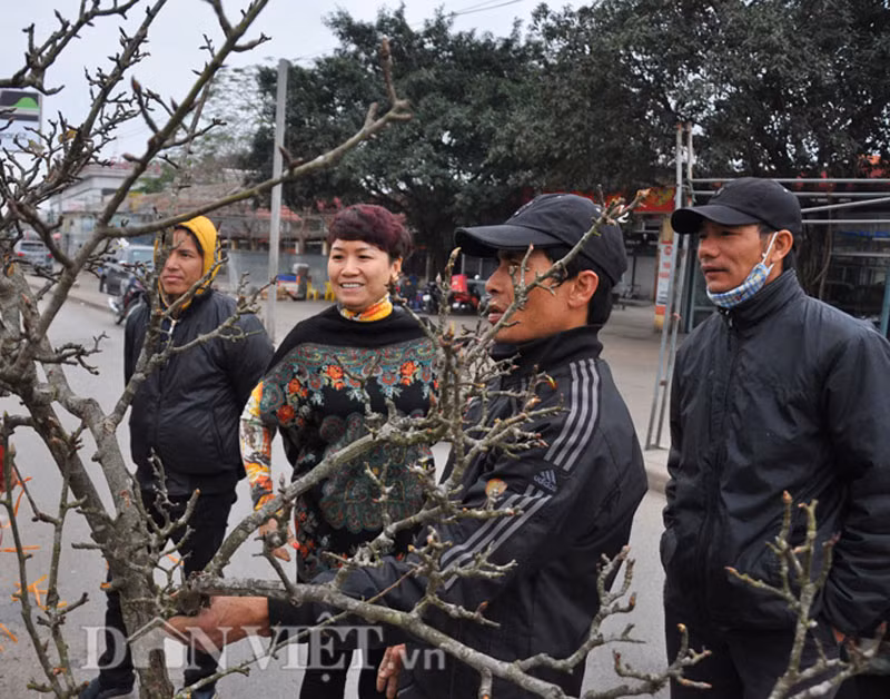 Chị Minh (ở quận Tây Hồ, Hà Nội) chia sẻ: "Lê rừng là một loài hoa đẹp, chỉ tháng Giêng mới có nên năm nào tôi cũng dành thời gian ra chợ ngắm và mua một cành về chơi cho thích”.
