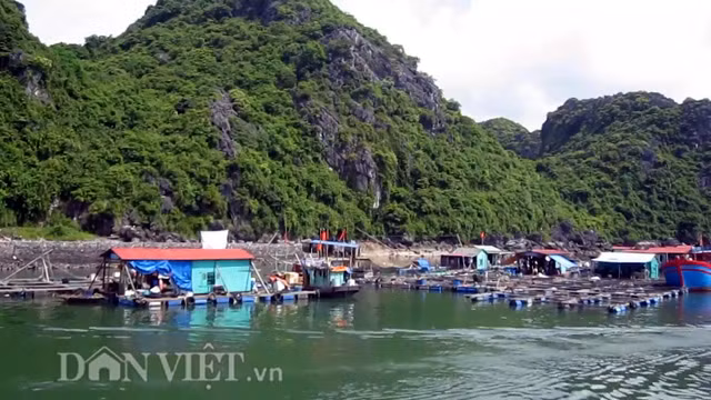 Du khách có thể khám phá vẻ đẹp thanh bình, thơ mộng, phong cảnh hữu tình của làng chài Cái Bèo bằng cách đi đò do người dân địa phương chèo lái.