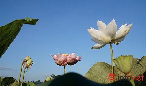 Những ngày này, trong khi các đầm sen của trung tâm Hà Nội như: Tây Hồ, Xuân Đỉnh… đang mất mùa thì sen trong đầm Ninh Xá vẫn đang đua sắc.