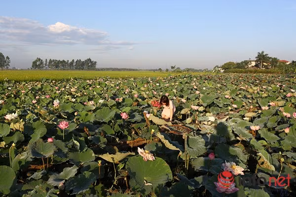 Thuộc huyện Thanh Trì (Hà Nội), đầm sen Ninh Xá không quá rộng nhưng được nhiều người biết đến khi có rất nhiều loại sen quý trong một đầm.