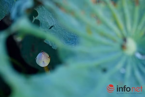 Những bông sen nhỏ nhắn xinh xắn nằm khép dưới tán lá vào mỗi buổi sáng sớm.