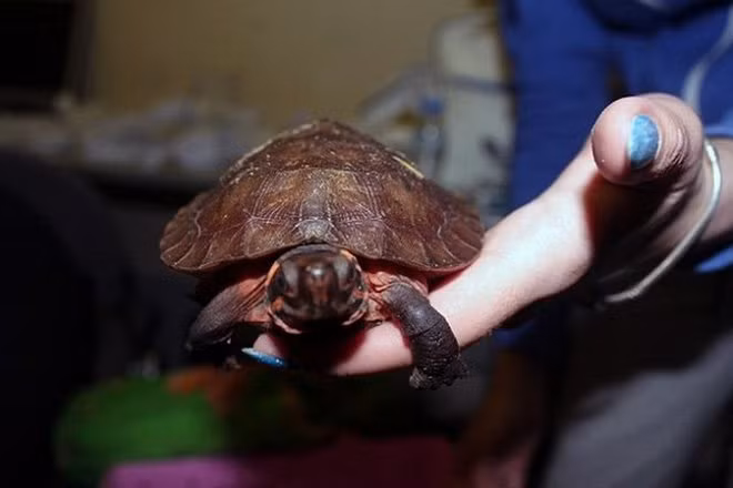 Một chú rùa nhỏ trong vali.