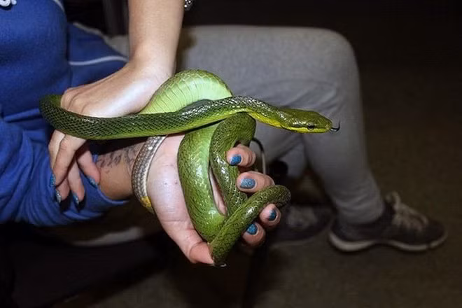 Những con vật này được người phụ nữ mang từ thủ đô Jakarta đến Matxcova trên chuyến bay thẳng. Điều này có nghĩa là, người phụ nữ đã "qua mặt" đường lực lượng an ninh sân bay ở Jakarta, đến Matxcova mới bị phát hiện. Trong số này, có không ít động vật quý hiếm.