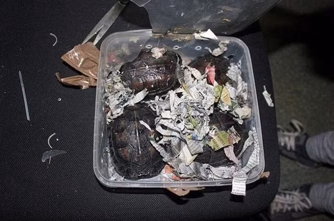 Trong những chiếc hộp, khay bên trong vali hành lý là nhiều loại động vật nhỏ với số lượng và chủng loại khiến người ta không khỏi kinh hãi.