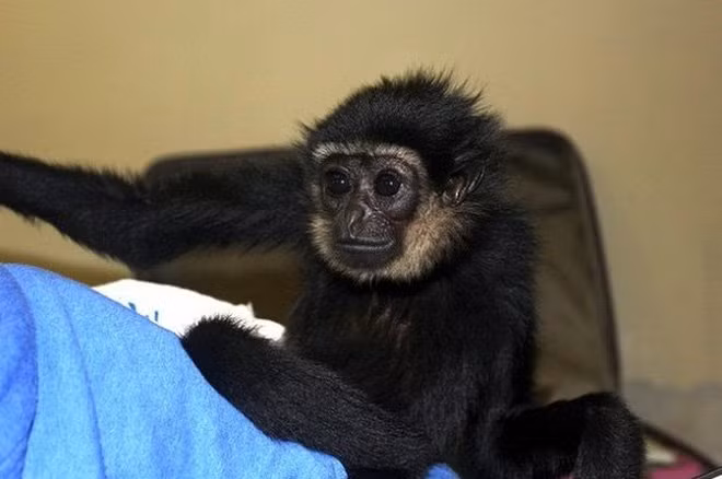 Thống kê cho thấy, trong chiếc vali nhỏ của người phụ nữ này chứa tổng cộng 108 con vật. Những con vật còn sống sót sẽ được đem đến một công viên tại địa phương trước khi chờ lực lượng chức năng xử lý thỏa đáng.