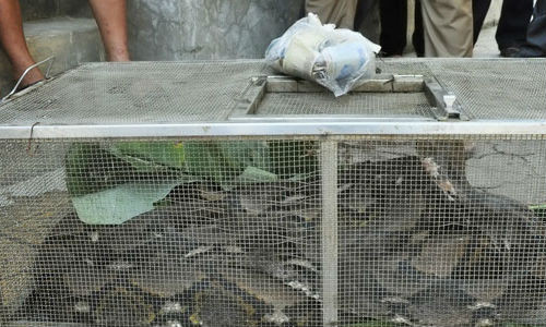 Loi don dung toc gay ve con tran khong lo trong chuong bo