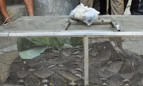 Loi don dung toc gay ve con tran khong lo trong chuong bo