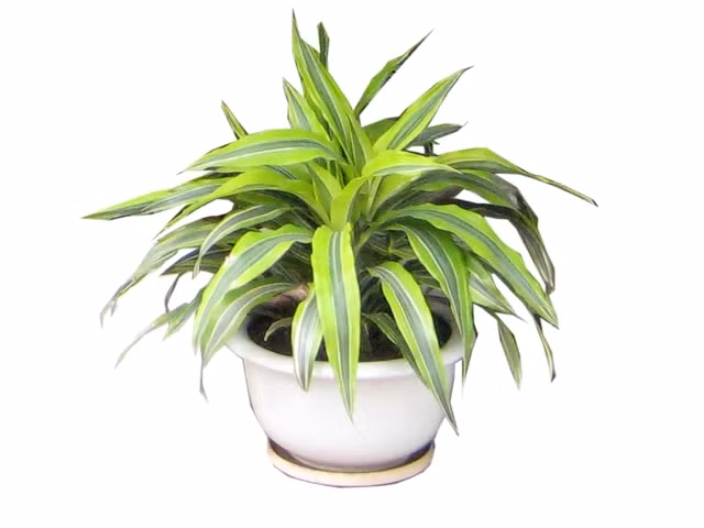 Cây phất dụ: Trong phong thủy nhà bếp thì đây chính là loại cây mang đến sự may mắn cho gia chủ cũng như toàn thể thành viên trong gia đình. Cây phất dụ thường được gọi là cây phát tài, loài cây này có lá xanh quanh năm. Theo phong thủy nhà bếp thì loại cây này nên trồng ở hướng Đông hoặc Đông Nam của ngôi nhà, chỉ nên trồng trong một chậu nhỏ.