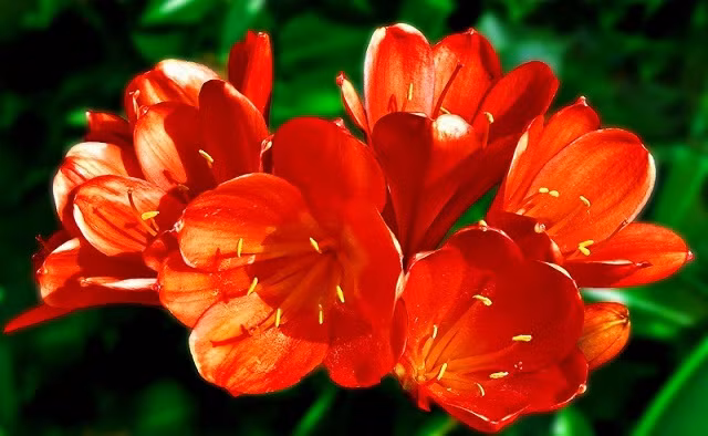 Lan quân tử: Đây là loại cây mang biểu tượng cho sự văn minh và giàu có. Loại cây này hoa của nó thưởng nở vào khoảng tết dương lịch cho đến hết tết âm lịch. Một đặc điểm rất thú vị của loại cây là nó có thể cảm nhận được hòa khí trong gia đình của bạn. Nếu như gia đạo của nhà bạn bất hòa, xích mích, hoặc đang ở trong giai đoạn bị vận hạn thì tuyệt đối nó không nở hoa. Nhưng khi gia đạo hưng thịnh, không khí trong gia đình vui vẻ hoặc sắp có niềm vui thì nó sẻ nở hoa bảo trước.