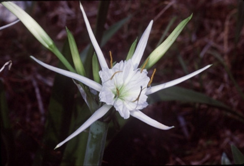 Hoa hymenocallis - cảm hứng để xây dựng Burj Khalifa.