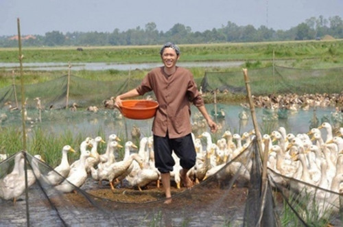 Hình ảnh đầy mộc mạc, gần gũi của danh hài Hoài Linh với dòng chia sẻ "Mùa mưa, em chăn vịt kiếm thêm kinh tế cho gia đình".