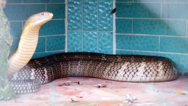 Được thành lập năm 1979, trại rắn Đồng Tâm được xem là một những trại rắn lớn nhất Việt Nam và Đông Nam Á. Tại đây, có nhiều cá thể rắn quý hiếm, trong đó, loài rắn nổi tiếng nhất và được xem là "con cưng" của trại là loài hổ mang chúa.