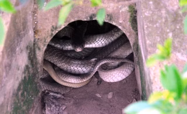 Thức ăn chủ yếu của rắn hổ mèo là động vật gặm nhấm, cóc, nhái và các loài rắn nhỏ khác.