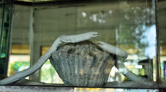 Rắn biển có tên gọi khác là đẻn. Độc tính của loài này ngang với rắn hổ chúa. Không may bị cắn, nếu không được cấp cứu trong vòng 30 phút thì sẽ tử vong. Ở Việt Nam, loài rắn độc này sống chủ yếu ở vùng biển miền Trung và miền Bắc.