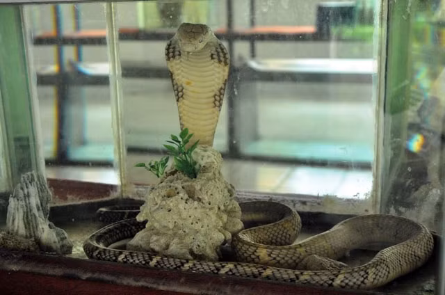 Một con hổ mang chúa trưởng thành có thể tạo ra lượng nọc độc khoảng 400mg, trong khi 1mg nọc độc có thể giết chết 160 người trưởng thành. Một cú mổ của hổ mang chúa có thể giết chết cả động vật lớn như trâu bò và cả voi.