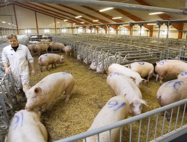 Bi mat cua quoc gia nuoi lon chi de xuat khau