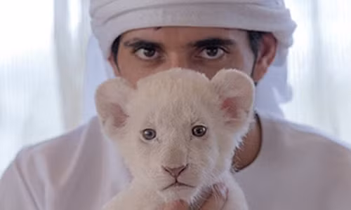 Co the ngoi tu neu nuoi bao dom, su tu, ho lam thu cung