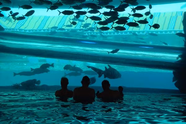 Golden Nugget, Las Vegas Golden Nugget là một hồ bơi tuyệt vời với một khu riêng biệt với hồ cá mập. Điều đó đồng nghĩa với cơ hội bạn được ở gần sát thủ đại dương hơn bao giờ hết nhưng bạn vẫn an toàn trong bể bơi của mVà không chỉ cá mập, bể bơi này còn nhiều sinh vật biển kỳ lạ khác. Ngoài bơi lội, bạn có thể chơi trượt nước và ngắm những con cá mập ở bể bên cạnh.