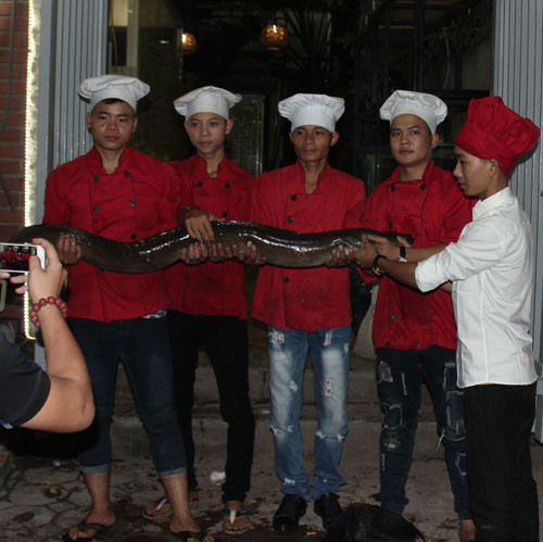 Cũng trong tối 15/11, một con cá hô nặng 56 kg, dài 1,2 mua từ ngư dân miền Tây đánh bắt trên sông Mê Kông đưa về Hà Nội. Con cá được mua với giá hơn 100 triệu đồng. Nhà hàng xẻ thịt bán cho người dân với giá 2 triệu đồng/kg. Theo chủ nhà hàng, hiện tại, có nhiều người dân có nhu cầu muốn ăn những loài cá “khủng”, lạ, vì vậy, khi đưa cá về đến Hà Nội có nhiều người đến hỏi mua, đặt. Trong sáng 16/11, nhà hàng đã bán được khoảng 50% lượng thịt của 4 cá nêu trên.