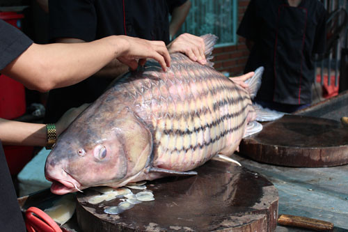 Cá trà sóc sống lâu năm và dần dần phát triển về kích thước theo thời gian. Loài cá này được đánh giá là cực kỳ quý hiếm. Số lượng loài cá này hiện này đang giảm mạnh vì đánh bắt tràn lan.