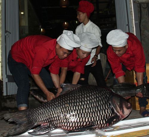 Cá lăng sống ở vùng nước ngọt tại các sông lớn như sông Mê Kông, với các loại cá lăng hoa, lăng đen và lăng đỏ. Trọng lượng thường gặp của cá lăng dao động 2kg đến 10kg, nhưng cá lăng đen đạt trọng lượng 60kg thì rất ít. Thịt cá lăng săn chắc, thơm, không có xương dăm, ăn có vị ngọt, ngon.