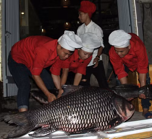 Cá lăng sống ở vùng nước ngọt tại các sông lớn như sông Mê Kông, với các loại cá lăng hoa, lăng đen và lăng đỏ. Trọng lượng thường gặp của cá lăng dao động 2kg đến 10kg, nhưng cá lăng đen đạt trọng lượng 60kg thì rất ít. Thịt cá lăng săn chắc, thơm, không có xương dăm, ăn có vị ngọt, ngon.
