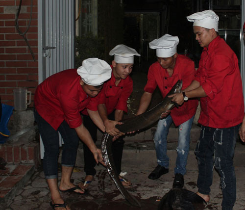 Anh Thái cho biết thêm, một con cá chình suối nặng 13kg, dài hơn 2m cũng được đưa về nhà hàng phục vụ nhu cầu của người dân. Cá chình mua từ một ngư dân ở tỉnh Nghệ An, với giá hơn 10 triệu đồng. Cá chình có màu đen và cái vây lưng nối liền với phần đuôi cá. Cá được bán với giá 1,1 triệu đồng/kg (đã qua chế biến). “Đây là con cá chình to nhất từ trước đến nay nhà hàng từng mua về và làm thịt. Trước đây ở Việt Nam cũng ghi nhận một nông dân ở tỉnh Nghệ An bắt được con cá chình nặng 16kg trên sông Nậm Nơn. Hiện nay, số lượng cá chình có kích thước khủng như vậy còn rất ít”, anh Thái nói.