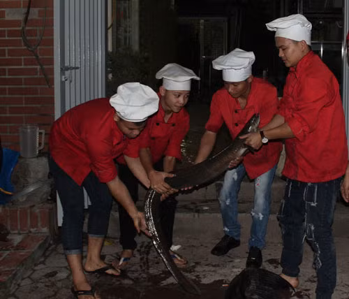 Anh Thái cho biết thêm, một con cá chình suối nặng 13kg, dài hơn 2m cũng được đưa về nhà hàng phục vụ nhu cầu của người dân. Cá chình mua từ một ngư dân ở tỉnh Nghệ An, với giá hơn 10 triệu đồng. Cá chình có màu đen và cái vây lưng nối liền với phần đuôi cá. Cá được bán với giá 1,1 triệu đồng/kg (đã qua chế biến). “Đây là con cá chình to nhất từ trước đến nay nhà hàng từng mua về và làm thịt. Trước đây ở Việt Nam cũng ghi nhận một nông dân ở tỉnh Nghệ An bắt được con cá chình nặng 16kg trên sông Nậm Nơn. Hiện nay, số lượng cá chình có kích thước khủng như vậy còn rất ít”, anh Thái nói.