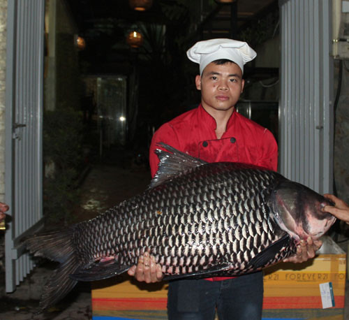 Tiếp đến con cá lăng đen dài 1,7m, nặng 60kg. Ngay khi đưa về nhà hàng, cá lăng được mổ luôn để phục vụ thực khách. Theo anh Thái, cá lăng được bán với giá 1,2 triệu đồng/kg cá tươi.