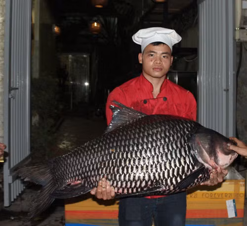 Tiếp đến con cá lăng đen dài 1,7m, nặng 60kg. Ngay khi đưa về nhà hàng, cá lăng được mổ luôn để phục vụ thực khách. Theo anh Thái, cá lăng được bán với giá 1,2 triệu đồng/kg cá tươi.