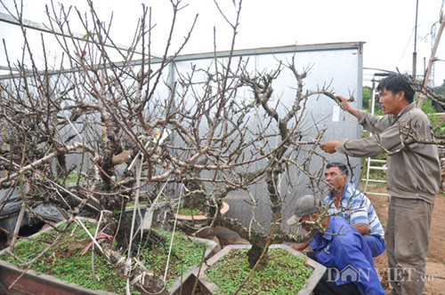 Ông Hàm cho biết, đến thời điểm hiện tại vườn đào thất thốn trên dưới 100 gốc của ông đã được các đại gia trong và ngoài Hà Nội đặt quá nửa, trong đó có nhiều cây trị giá hàng chục triệu đồng. “Đào thất thốn là giống đào rất quý hiếm từng một thời dùng để tiến vua thường có giá rất đắt đỏ nên không phải ai cũng chơi được mà phải là người biết chơi đào và nhiều tiền mới dám đầu tư” – ông Hàm chia sẻ.