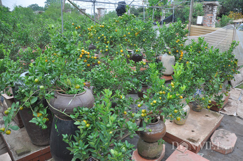 Nói về các cây đào thất thốn có giá nghìn đô, ông Minh - một chủ vườn đào ở phường Nhật Tân cho rằng: “Các giống đào phai hay đào Nhật Tân thông thường loại đẹp, cổ thụ cũng đã có giá cao hàng chục triệu đồng. Riêng đào tiến vua là giống đào cực quý hiếm có giá trên 60 triệu đồng, tôi thấy có cây được đại gia mua trên 100 triệu đồng là bình thường”.