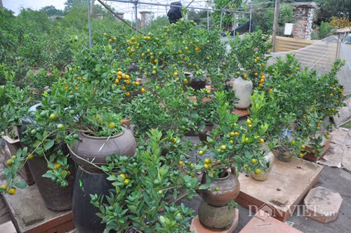 Nói về các cây đào thất thốn có giá nghìn đô, ông Minh - một chủ vườn đào ở phường Nhật Tân cho rằng: “Các giống đào phai hay đào Nhật Tân thông thường loại đẹp, cổ thụ cũng đã có giá cao hàng chục triệu đồng. Riêng đào tiến vua là giống đào cực quý hiếm có giá trên 60 triệu đồng, tôi thấy có cây được đại gia mua trên 100 triệu đồng là bình thường”.