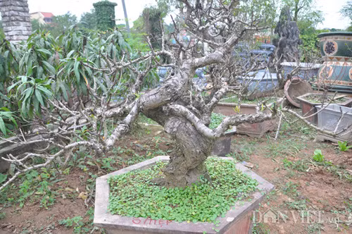 Cận cảnh cây đào có dáng trực quý hiếm tại vườn của ông Hàm được ông Hiệp đặt mua với giá trên 60 triệu đồng.