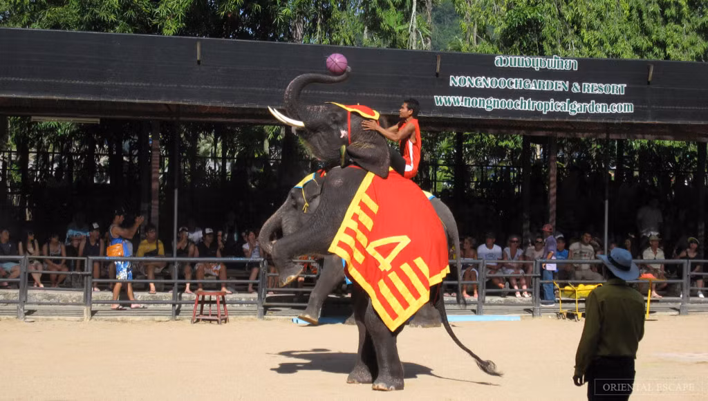 Ngoài dịch vụ nghỉ dưỡng, hồ bơi, nhà hàng, phòng hội thảo, Nongnooch còn có cả sân khấu biểu diễn nghệ thuật, và khu biểu diễn dành cho 42 con voi được thuần dưỡng. Ảnh: Orientalescape.