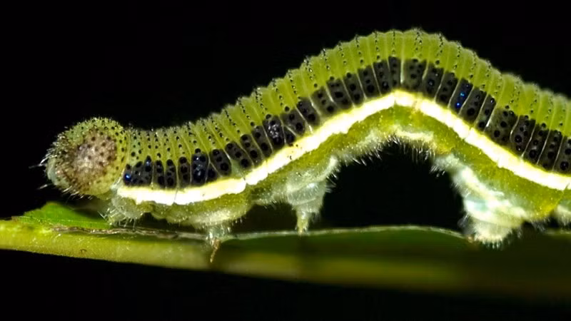 Theo tìm hiểu, đây là bướm của sâu muồng (tên khoa học: Catopsilia pomona fabricius). Người dân bản địa cho biết loài sâu này gần như không có lông và chỉ ăn lá của cây muồng mà không gây hại cho các loại thực vật khác. Ảnh:Manoj