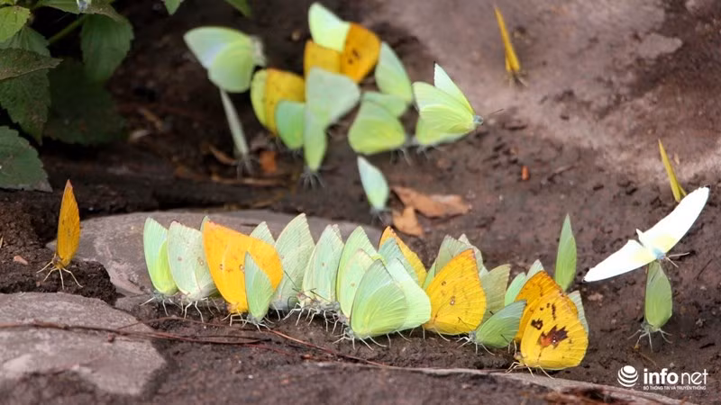 Lớp lớp bướm ken nhau đậu dày đặc tại một máng nước ở thị xã Gia Nghĩa, Đắk Nông.
