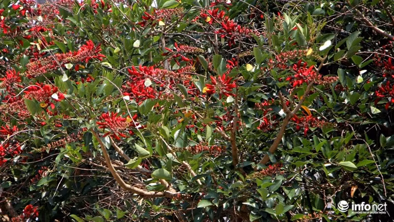 Một cây muồng hoa đỏ với hàng trăm con bướm vây quanh.