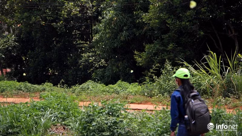 Trẻ em nơi này ngày nào cũng được đi học trên những con đường "rợp bướm vàng bay".