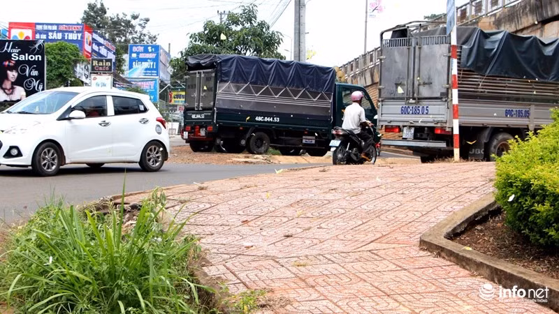 Sau khi uống nước, hút mật chúng lại kéo nhau từng đàn bay đi khắp các tuyến đường, bụi cây ngọn cỏ.