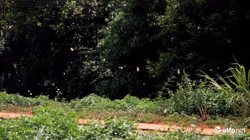 Những cánh bướm dập dìu hòa vào màu xanh của cây cối như làm dịu bớt đi cái nắng nóng của miền cao nguyên.