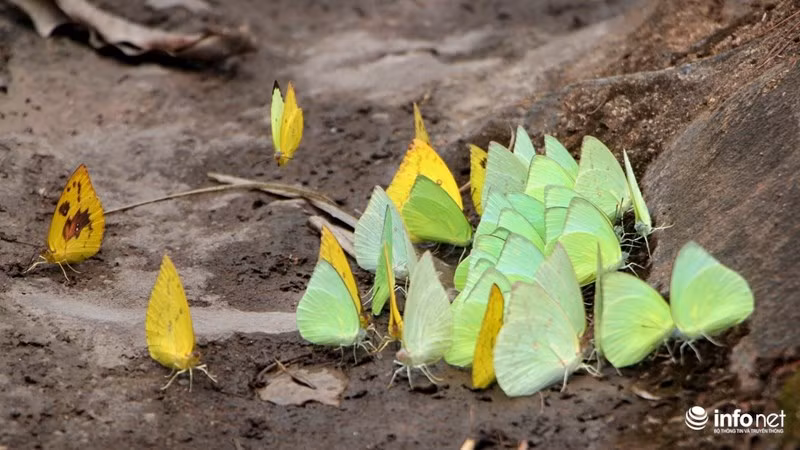 Chum anh: Thang 4 - Tay Nguyen mua buom bay tuyet dep
