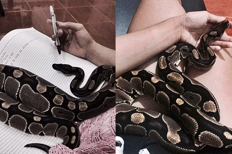 “Mọi người luôn thấy tôi thật kỳ quặc khi nuôi một con rắn trong nhà, nhưng tại sao không? Tôi yêu Damian của tôi hơn bất cứ thứ gì trên hành tinh này. Và tôi cho rằng nó thật tuyệt vời” – Berco chia sẻ trong một cuộc phỏng vấn.